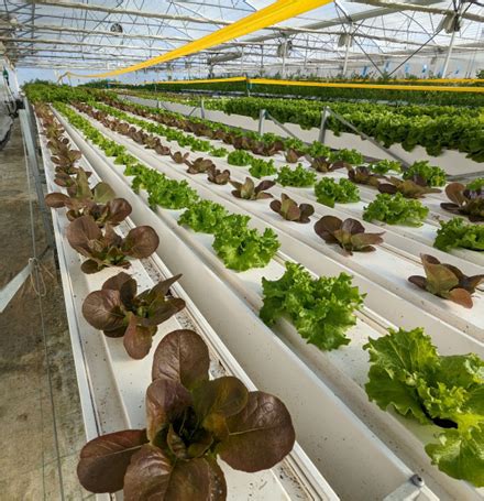 Développement racinaire d’un jeune plant de salade en NFT