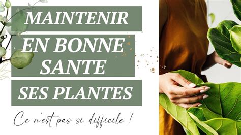 Plantes en bonne santé