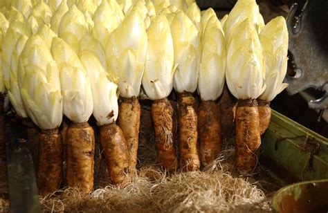 Illustration d'endives fraîches et de chicons blanchis
