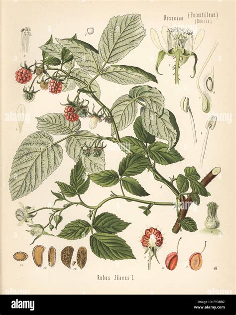 Illustration botanique du Rubus idaeus