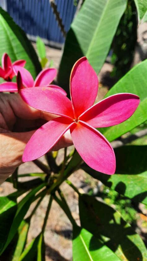 fleurs tropicales de Polynésie