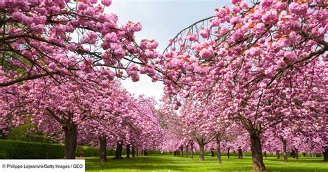 Diagramme comparatif hanami des pruniers vs hanami des cerisiers