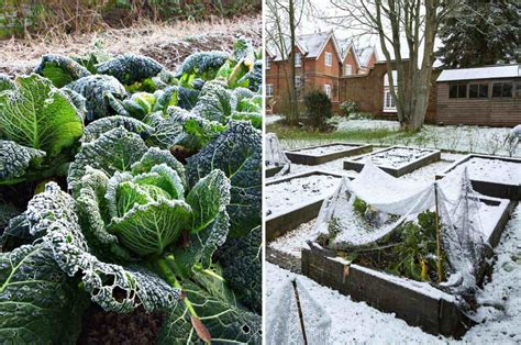 potager en hiver
