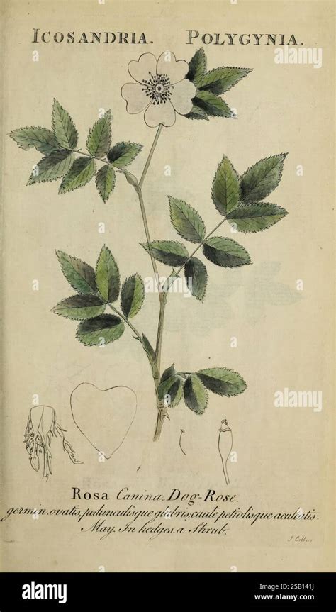 Illustration historique botanique d'une fleur de Rosa canina