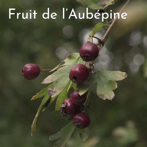 Comparaison entre les feuilles de l'aubépine, de l'églantier et du prunellier