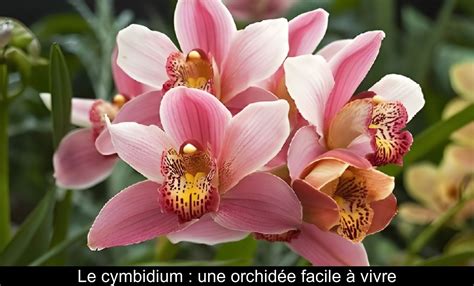 Orchidée Cymbidium avec pseudobulbes et petites fleurs