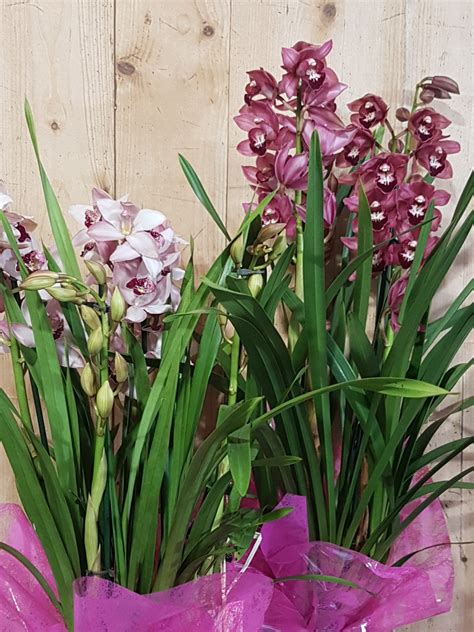 Différentes couleurs de fleurs d'Orchidée Cymbidium