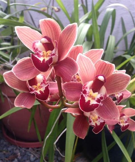 Arrosage d'une orchidée Cymbidium