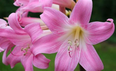 Amaryllis belladonna en pleine floraison dans un jardin