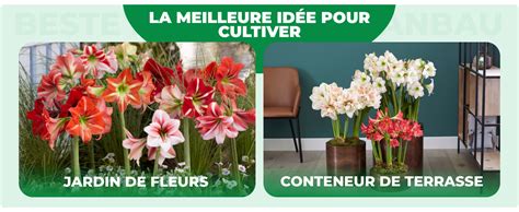 Schéma comparatif des bulbes d'Amaryllis belladonna et Hippeastrum