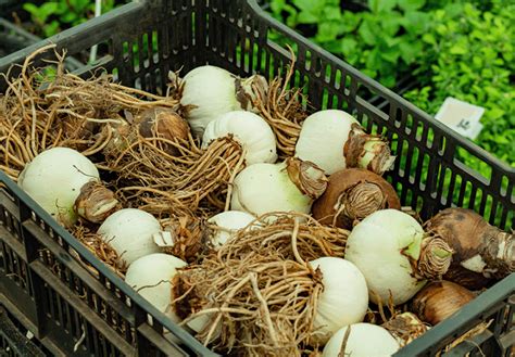 Bulbes d'amaryllis en dormance prêts pour le stockage