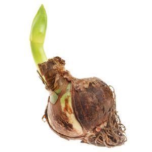 Identification des ravageurs sur un bulbe d'amaryllis