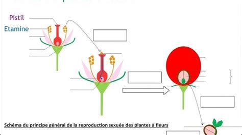 Schéma explicatif illustrant les étapes de la reproduction de plantes en milieu horticole contrôlé