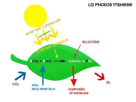 Schéma illustrant le cycle de la photosynthèse au sein d'une pelouse urbaine