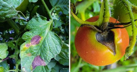 Infographie comparant les symptômes du cul noir et du mildiou sur fruit