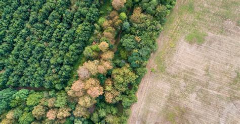 Illustration graphique illustrant l'effet de bordure entre une forêt et une zone agricole