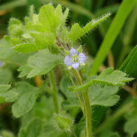 Illustration détaillée de Veronica hederifolia montrant ses feuilles lobées caractéristiques et ses petites fleurs bleues solitaires