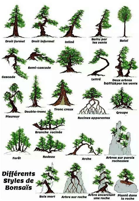 Différents types de bonsaïs classés par styles