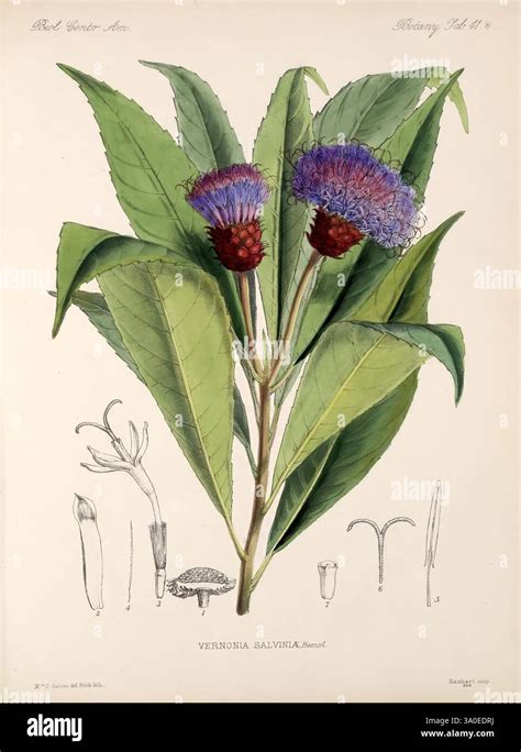 Illustration d'une Gynura avec ses feuilles caractéristiques violettes et vertes