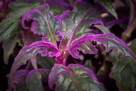 Photo macro d'une fleur de Gynura et de son feuillage velouté