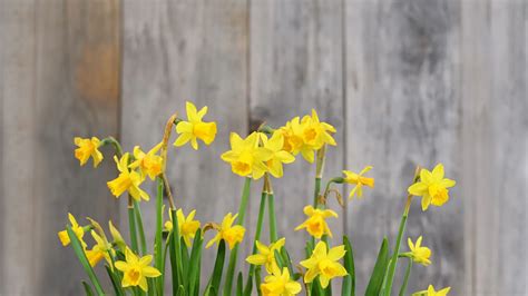 Composition florale avec des narcisses et autres bulbes de printemps