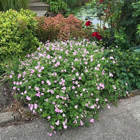 Géranium vivace Dreamland en fleurs dans un jardin