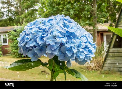 Gros plan sur une inflorescence d'hortensia bleue