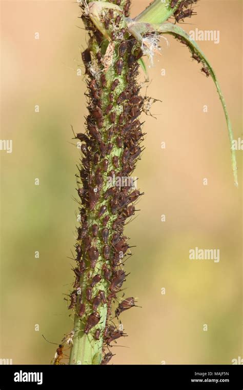 Illustration de pucerons sur une tige d'hortensia