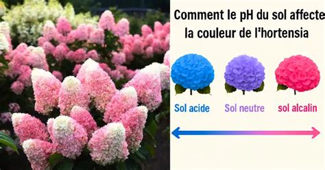 Tableau comparatif de l'influence du pH sur la couleur des fleurs d'hortensia