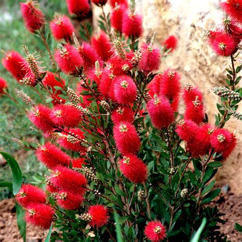 Arbuste Callistemon en pleine floraison avec ses épis rouges caractéristiques