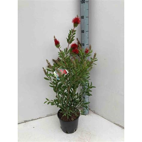 Schéma illustrant le rempotage d'un Callistemon en pot avec une couche de drainage