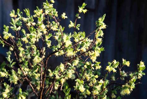 Lonicera standishii en fleurs au cœur de l'hiver