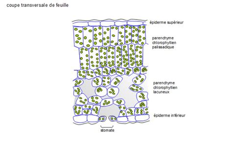 Schéma global d'une coupe transversale de feuille de lierre montrant les différentes couches cellulaires depuis la cuticule jusqu'à l'épiderme inférieur.