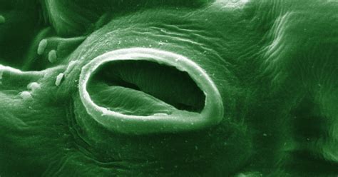 Micrographie électronique d'un stomate ouvert sur une surface foliaire de lierre, illustrant l'ouverture ostiolaire.