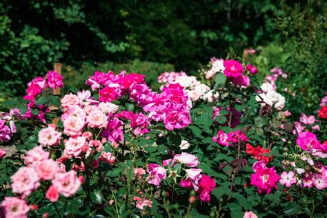 Un jardin luxuriant avec des rosiers en fleur