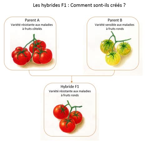 Schéma illustrant le croisement des variétés de roses