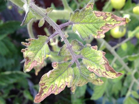 Plante avec symptômes de carence en potassium