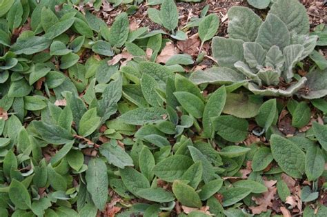 Compost et feuilles de consoude comme engrais