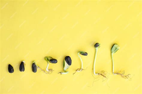 Étapes de la germination des graines de cannabis