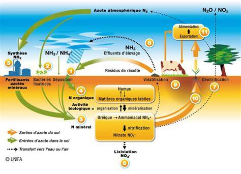 Schéma illustrant le cycle de minéralisation de l'azote organique dans le sol