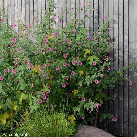 Anisodontea El Rayo en pleine floraison