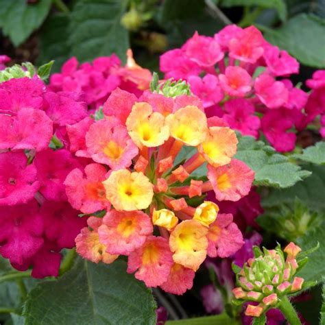 Lantana camara en fleurs multicolores