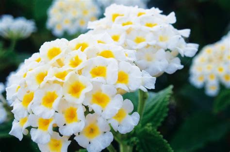 Gros plan sur une fleur de Lantana camara montrant les changements de couleur