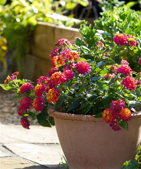 Lantana en pot hiverné dans une véranda