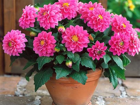 Dahlia en pot et en fleurs