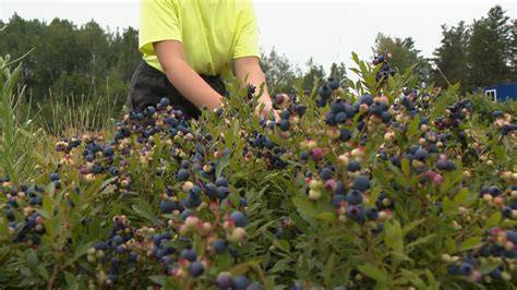 Détail de la récolte de bleuets dans les champs du verger