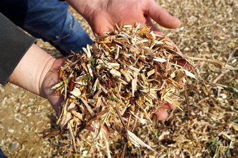 Infographie comparant le BRF, le broyat de déchets verts et le compost