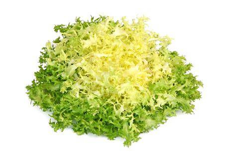 Illustration d'une frisée Tosca fraîchement récoltée