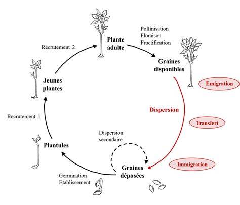 Schéma illustrant le cycle de vie d'une plante de la graine à la récolte
