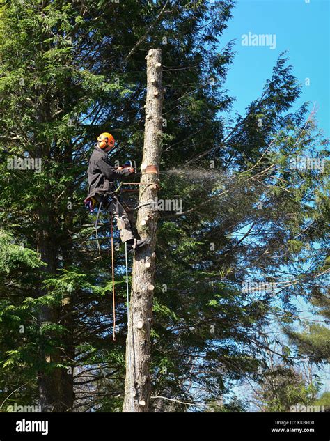 Arboriste élaguant un grand arbre dans un paysage de montagne